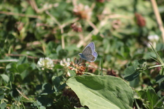 Polyommatus icarus