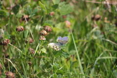 Polyommatus icarus