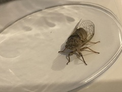 Cicadatra atra