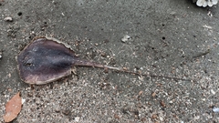 Hemitrygon bennettii