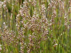 Hypodiscus argenteus