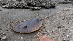 Hemitrygon bennettii