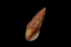 Haedropleura septangularis