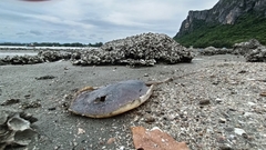 Hemitrygon bennettii