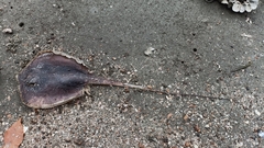 Hemitrygon bennettii