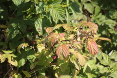 Rubus idaeus