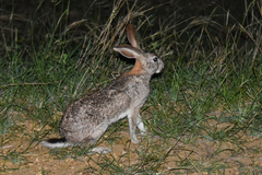 Lepus saxatilis