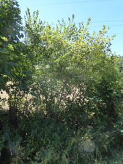 Salix × reichardtii