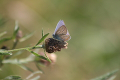 Polyommatus icarus