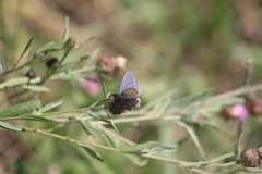 Polyommatus icarus