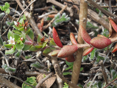 Crassula obovata