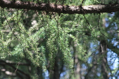 Larix