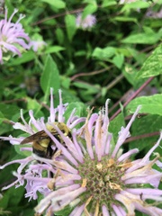 Bombus griseocollis