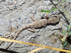 Mediodactylus russowii