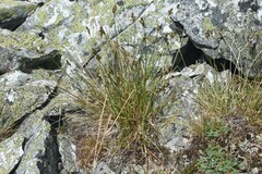 Carex tahoensis