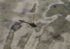 Somatochlora albicincta