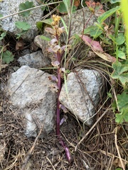 Orobanche owerinii