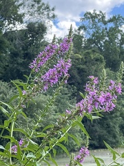 Lythrum salicaria