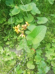 Ligularia sibirica