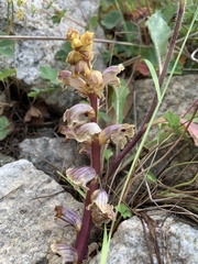 Orobanche owerinii