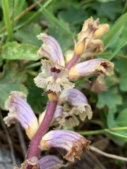 Orobanche owerinii