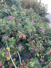 Rosa rugosa
