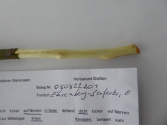 Salix × reichardtii