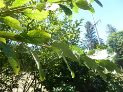 Salix × reichardtii