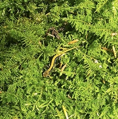 Plethodon idahoensis