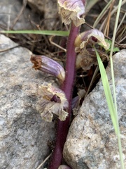 Orobanche owerinii