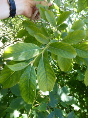 Salix × reichardtii