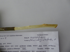 Salix × reichardtii