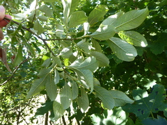 Salix × reichardtii