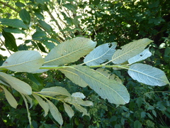 Salix × reichardtii
