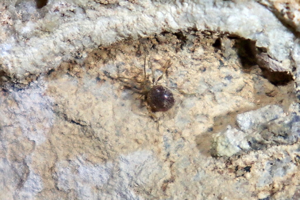 Coleotestudo
