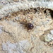Coleotestudo arcanus - Photo (c) Vahe Martirosyan, alguns direitos reservados (CC BY-NC-ND), uploaded by Vahe Martirosyan