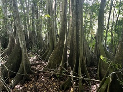 Pterocarpus officinalis