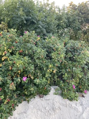 Rosa rugosa