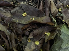 Pterocarpus officinalis