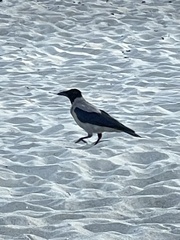 Corvus cornix