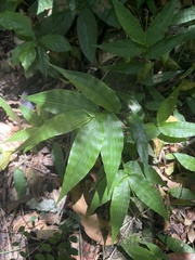 Ichnanthus pallens