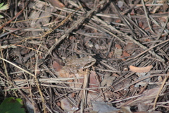 Rana temporaria