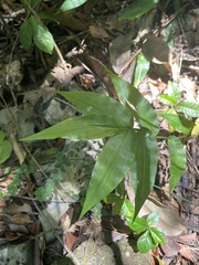 Ichnanthus pallens