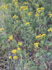Tanacetum vulgare