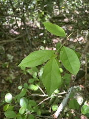 Casearia aculeata