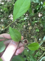 Casearia aculeata