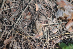 Rana temporaria