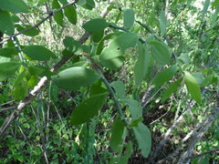 Pereskiopsis blakeana