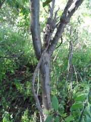 Pereskiopsis blakeana