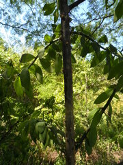 Pereskiopsis blakeana